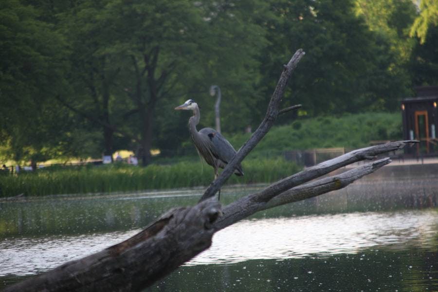 North Pond Residents