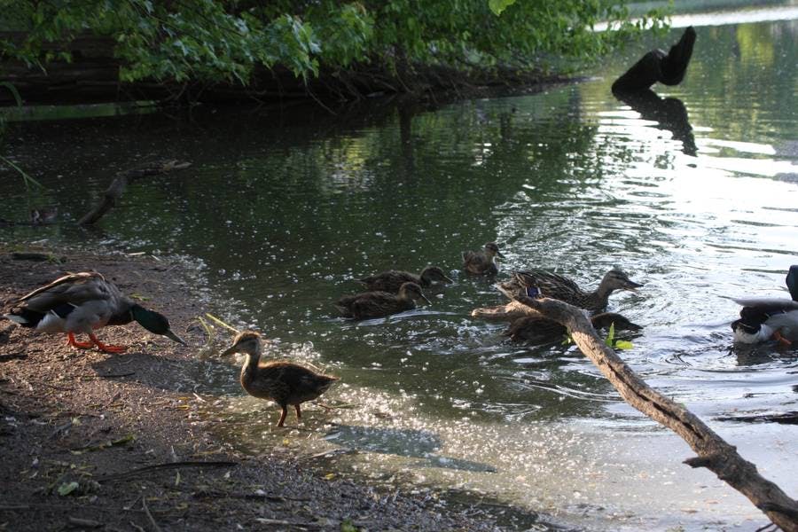 North Pond Residents