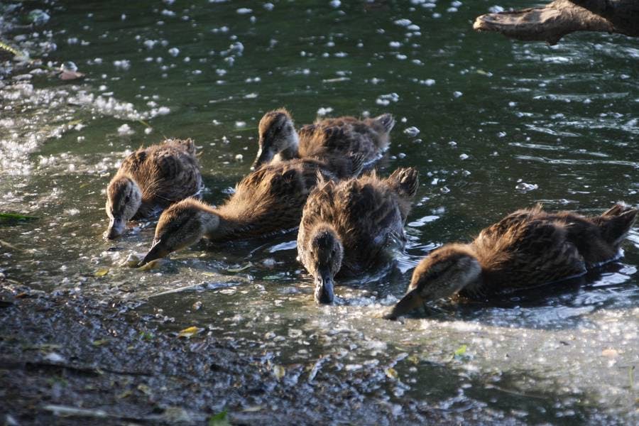North Pond Residents