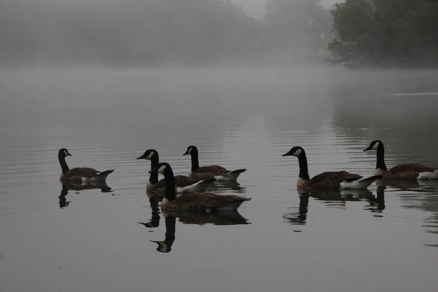 North Pond Residents