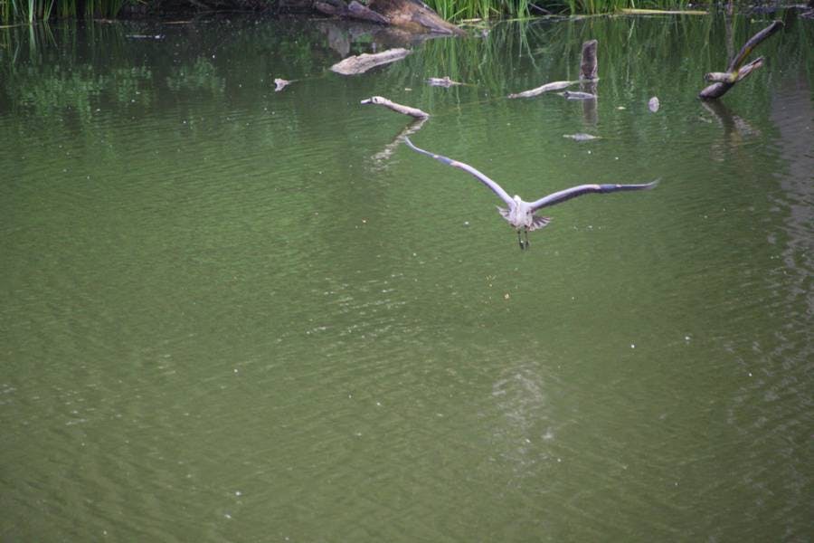 North Pond Live
