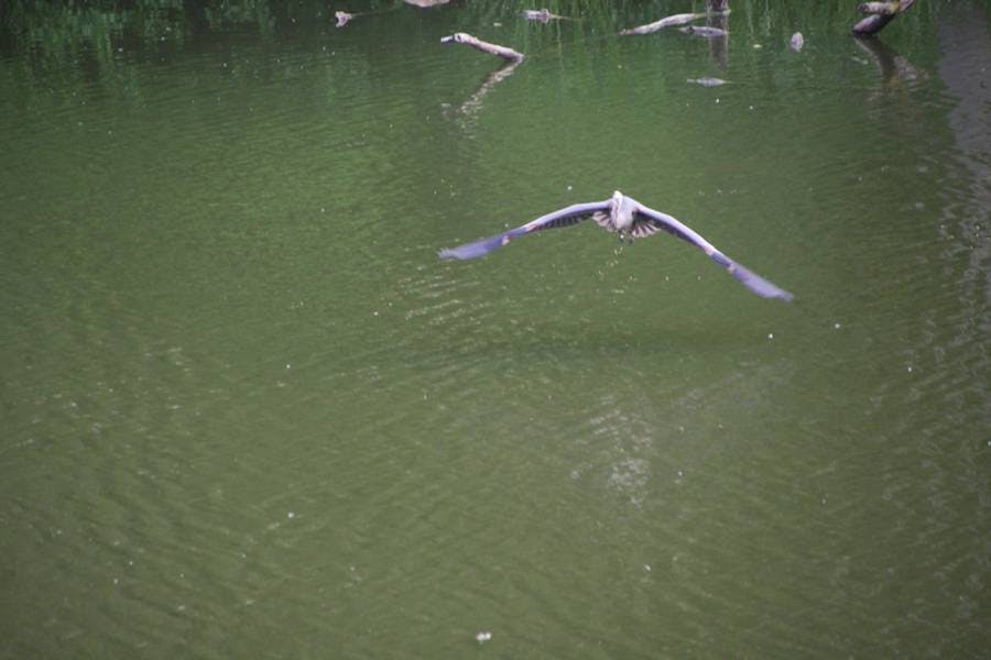 North Pond Live