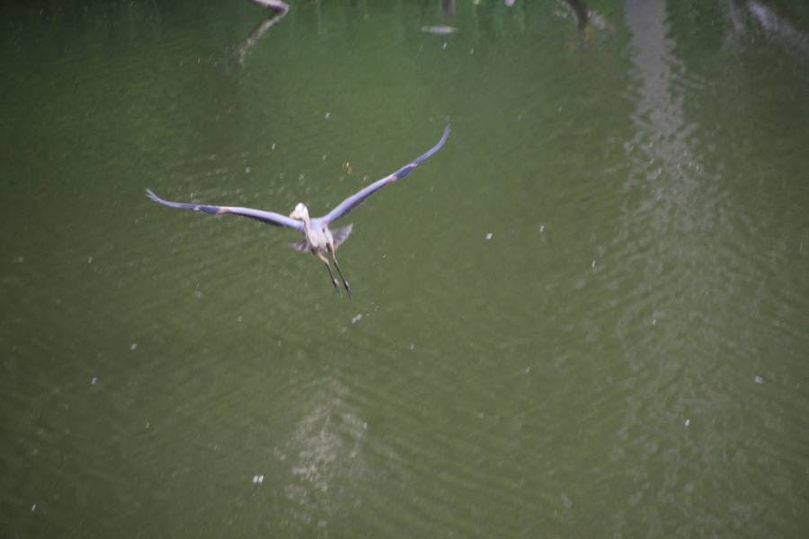North Pond Live