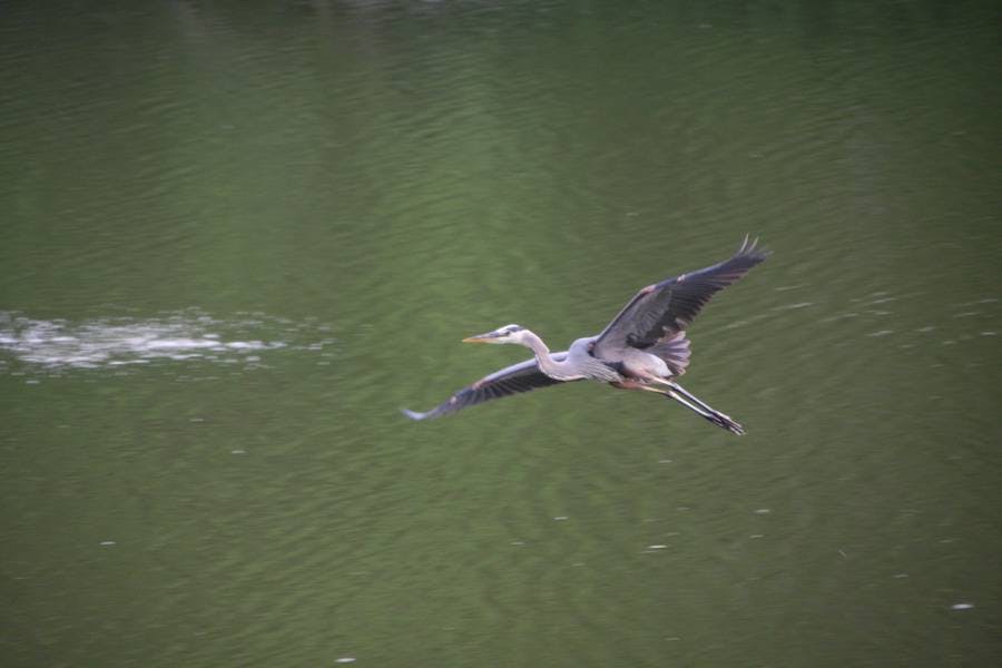 North Pond Live