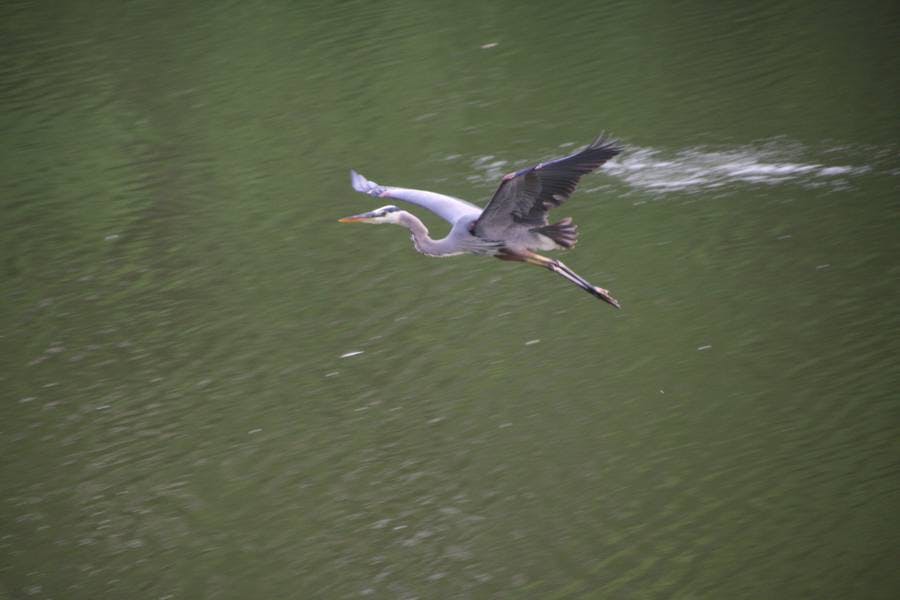 North Pond Residents