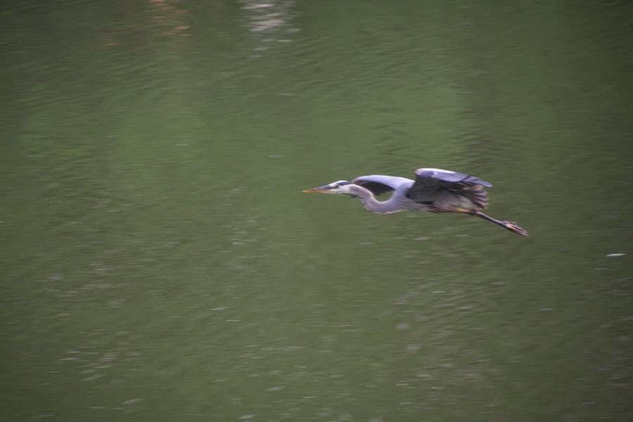 North Pond Live