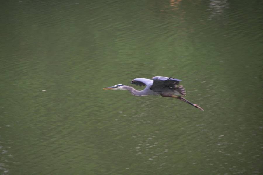 North Pond Live