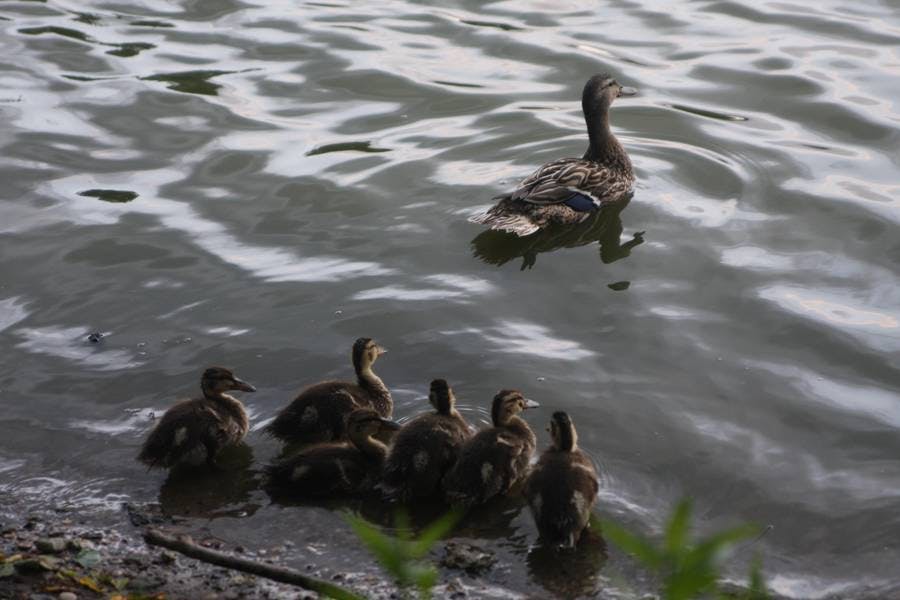 North Pond Residents