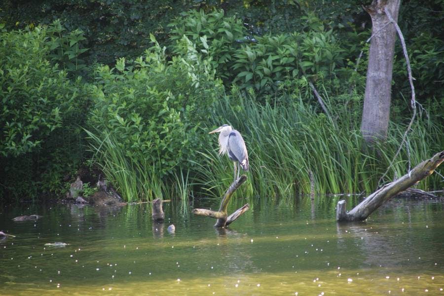 North Pond Residents