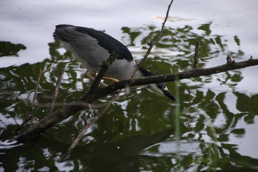 North Pond Residents
