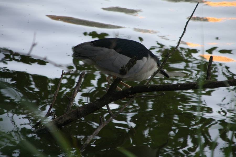 North Pond Residents