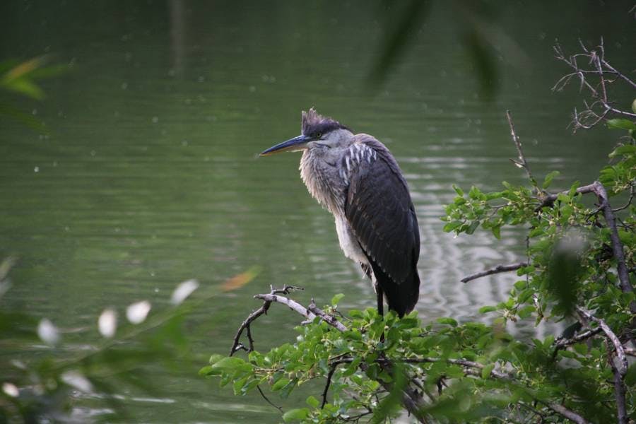 North Pond Residents