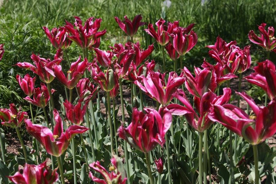 North Pond Flowers