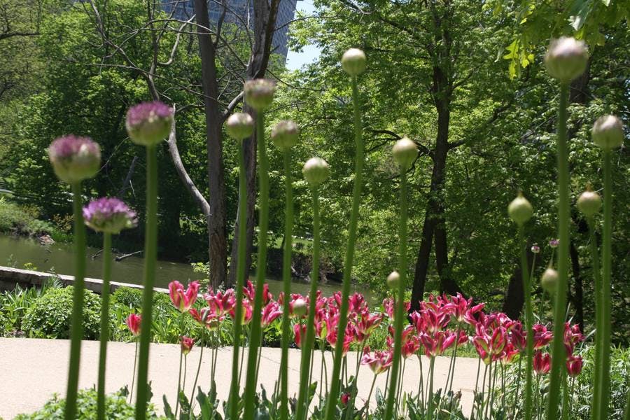 North Pond Flowers
