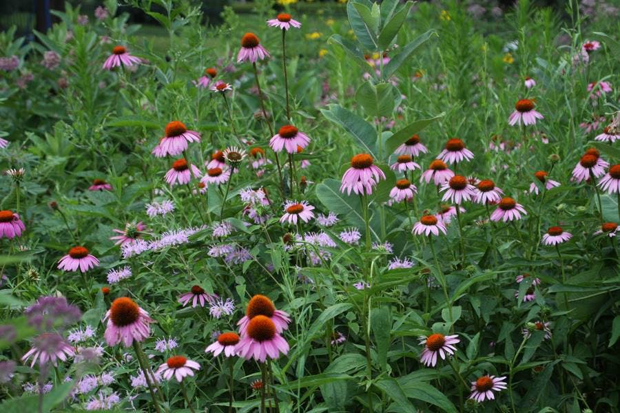 North Pond Flowers