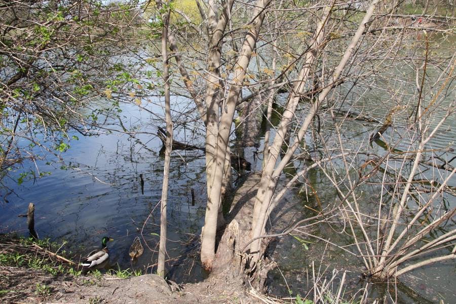 North Pond Landmarks