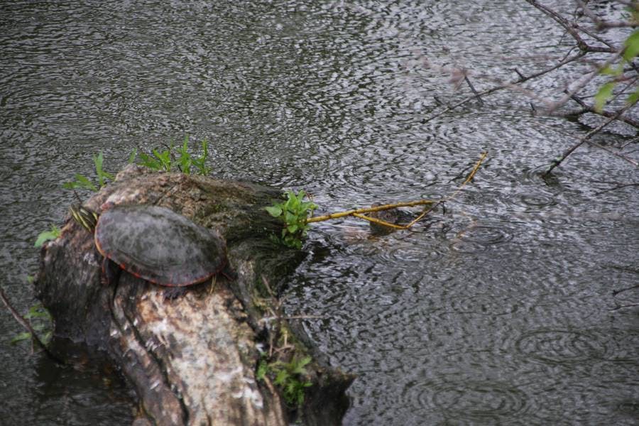 North Pond Longtimers