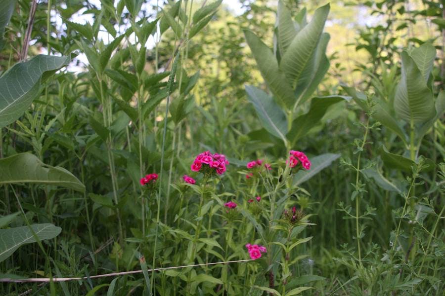 North Pond Flowers
