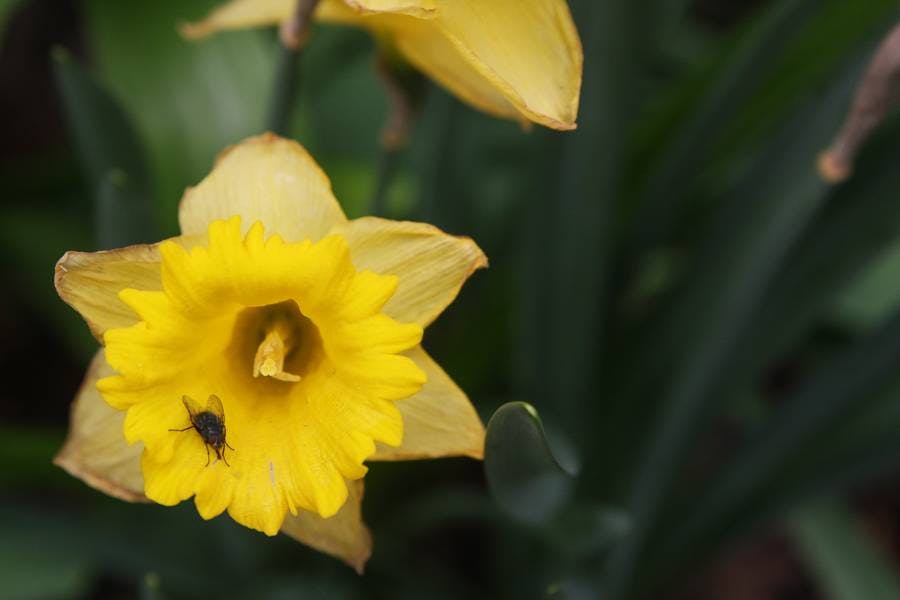 North Pond Flowers