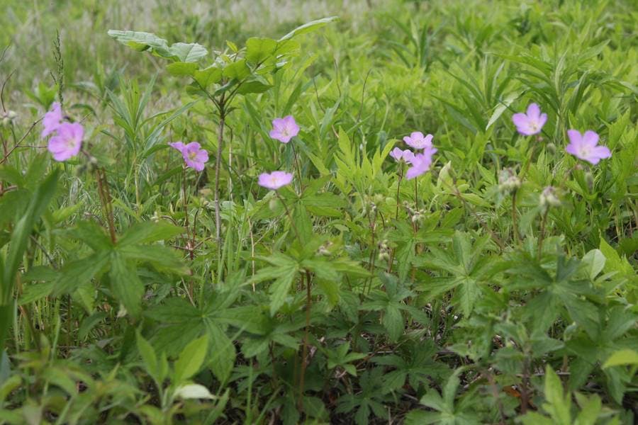 North Pond Flowers