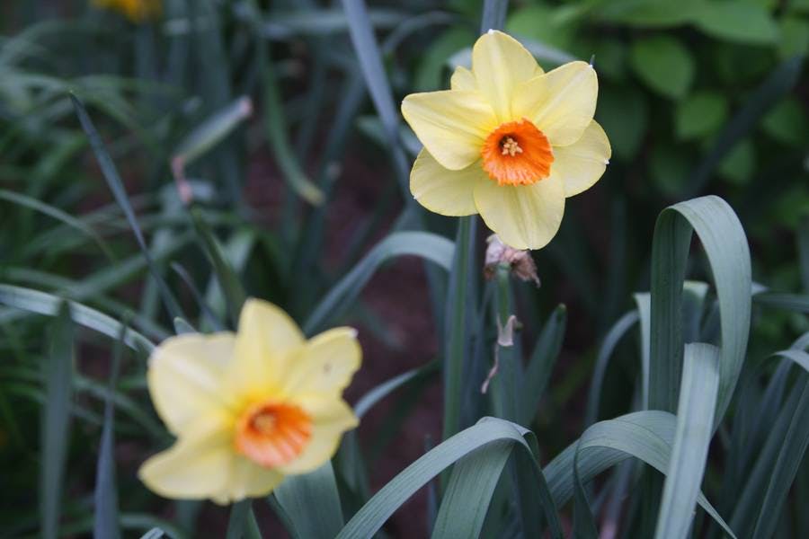 North Pond Flowers