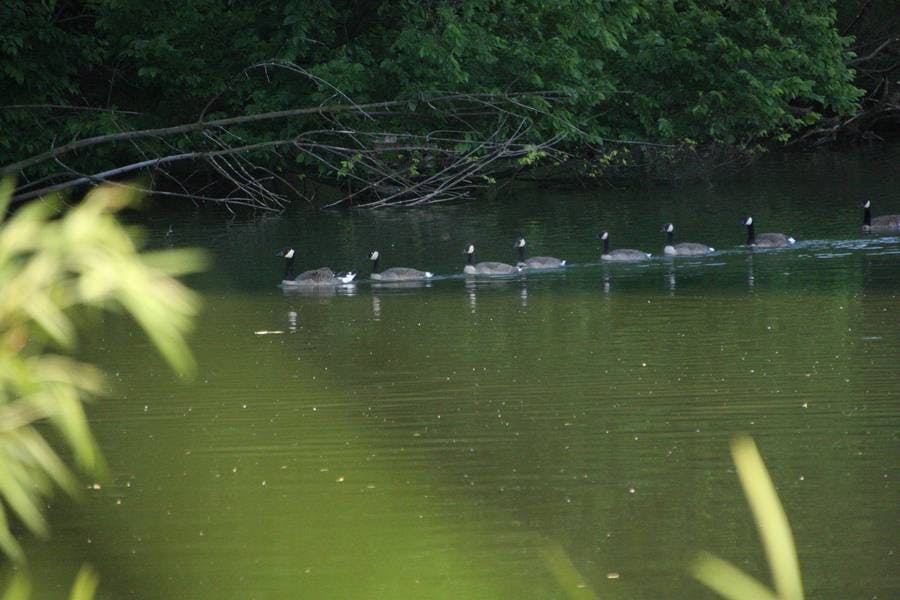North Pond Residents