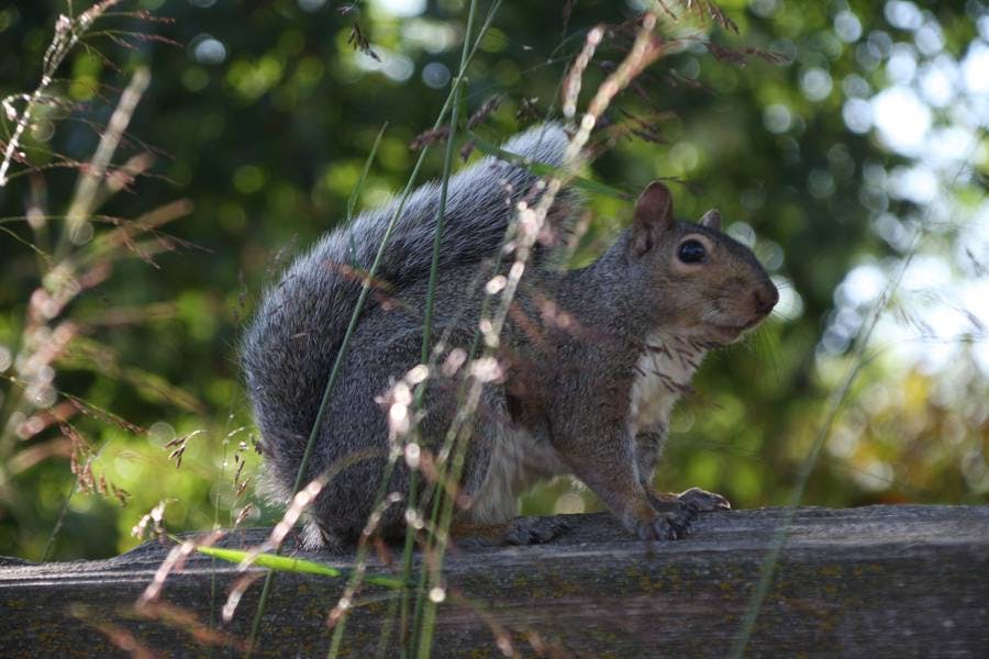 North Pond Residents