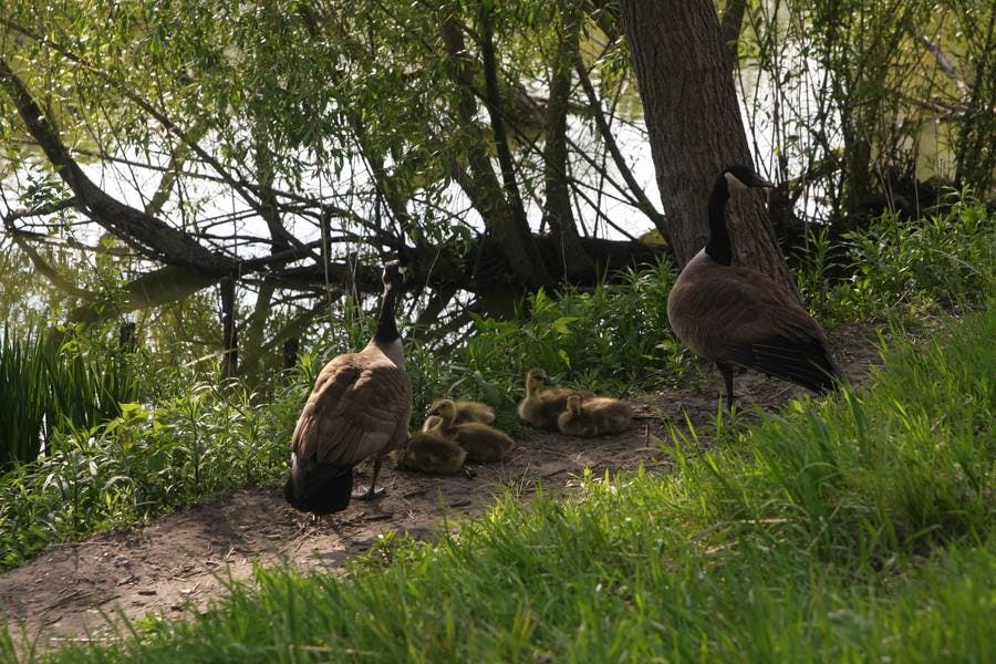 North Pond Residents