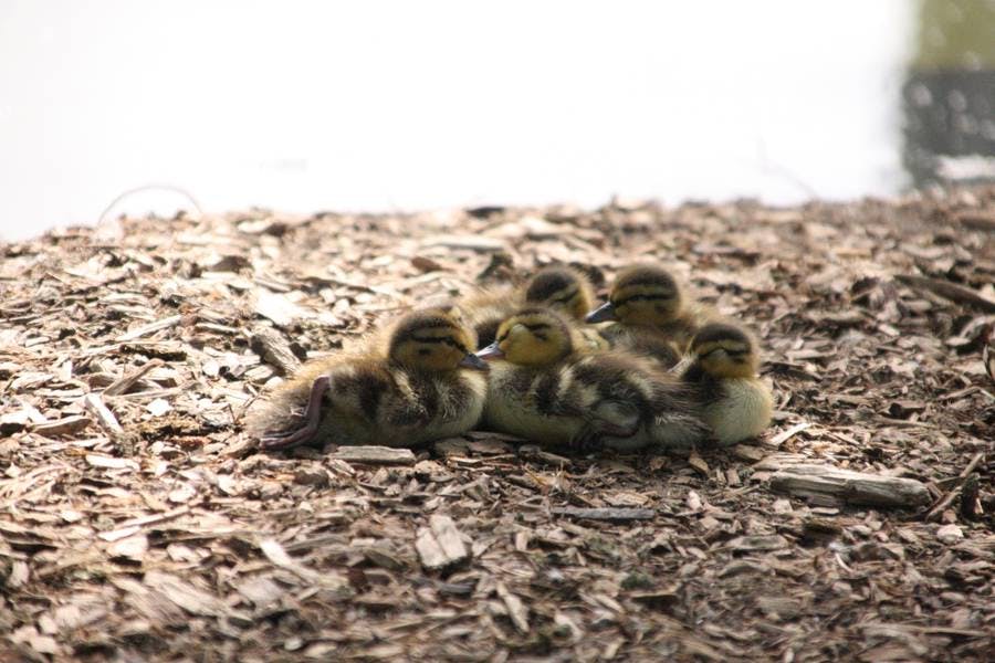 North Pond Residents