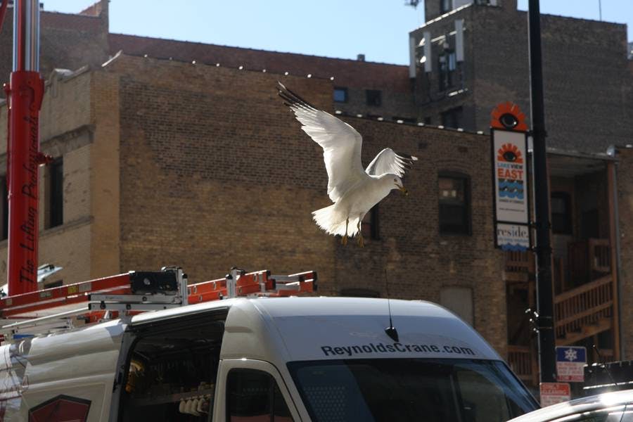 Crane Up