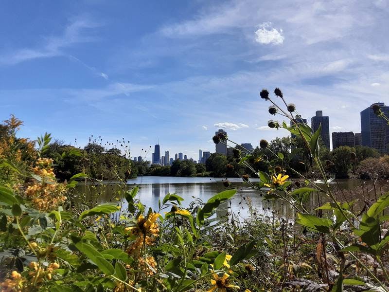 North Pond Views