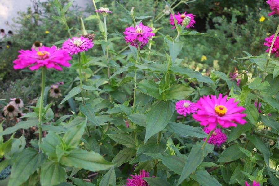 North Pond Flowers