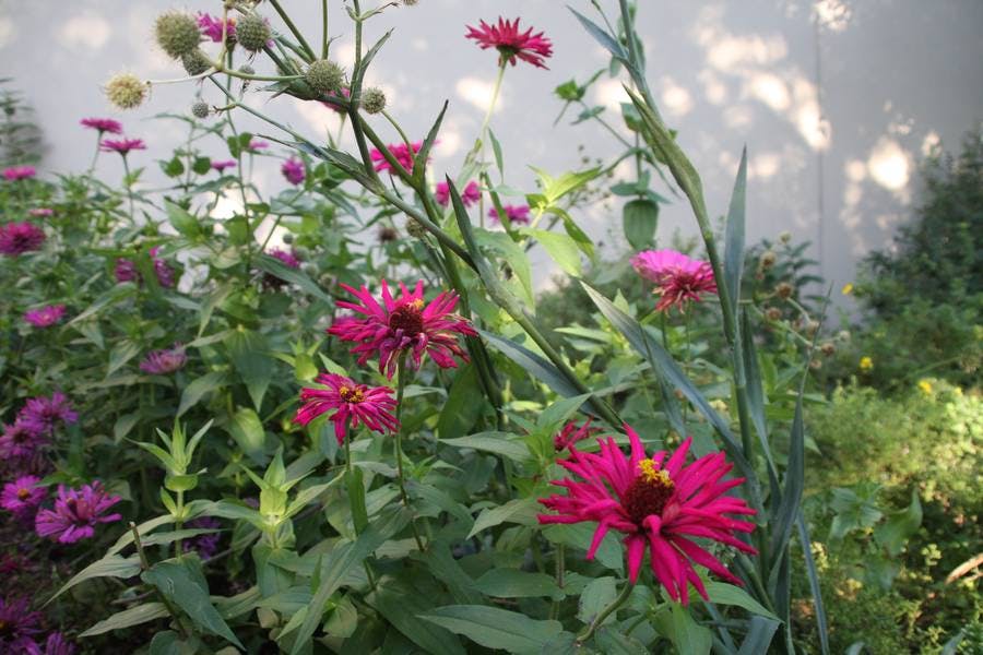 North Pond Flowers