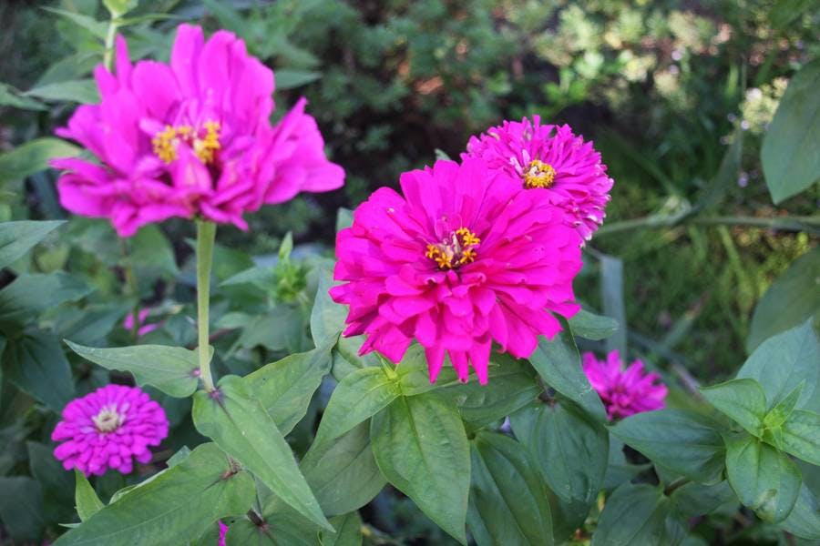 North Pond Flowers