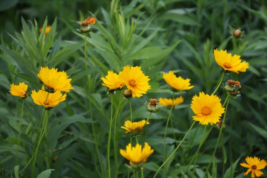 North Pond Flowers