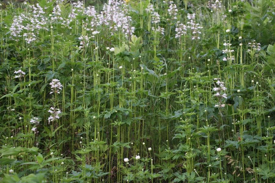 North Pond Flowers