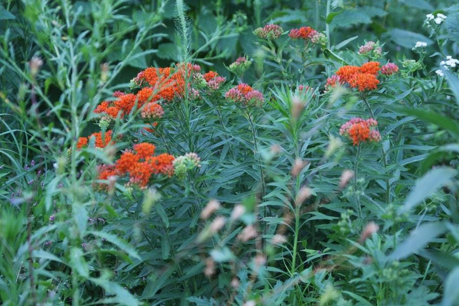 North Pond Flowers