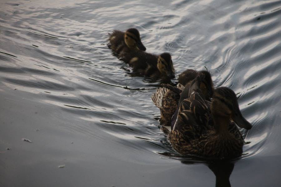 North Pond Residents
