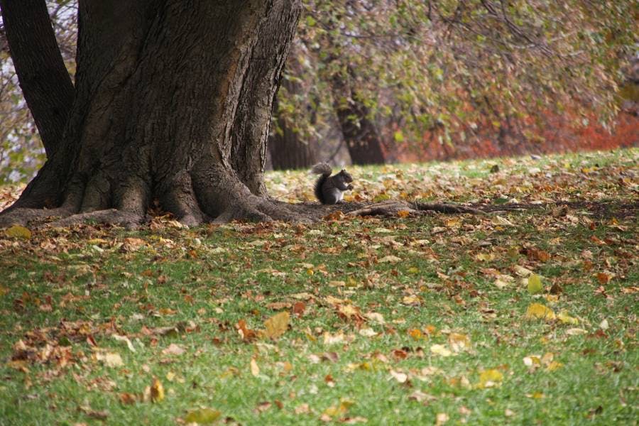 North Pond Residents