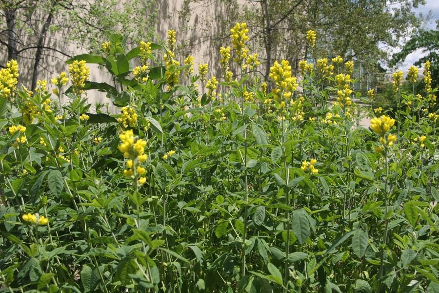 North Pond Flowers