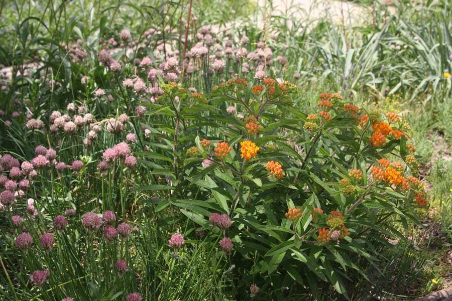 North Pond Flowers