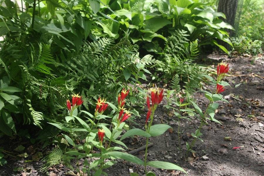 North Pond Flowers