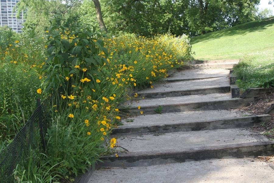 North Pond Flowers