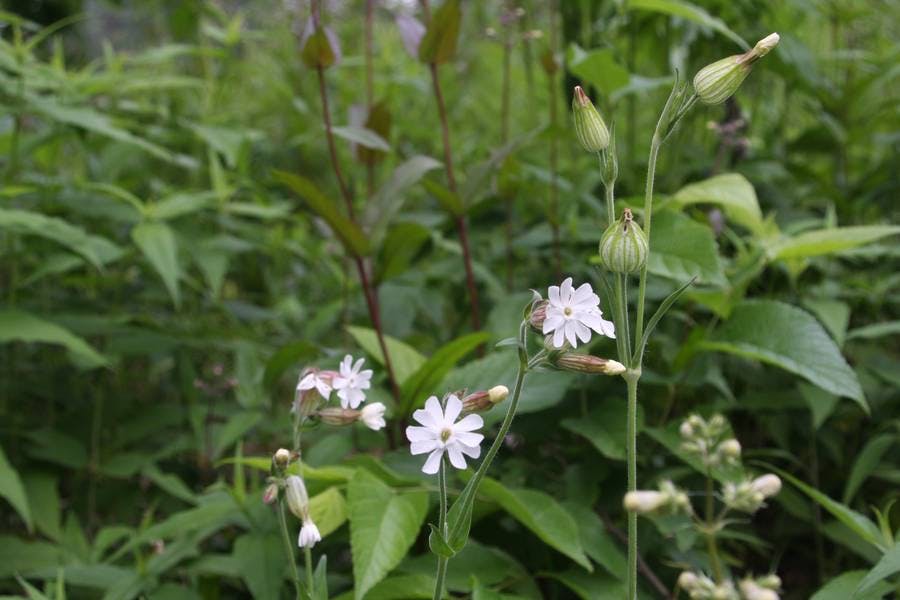 North Pond Flowers