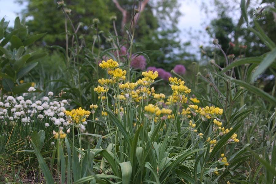 North Pond Flowers