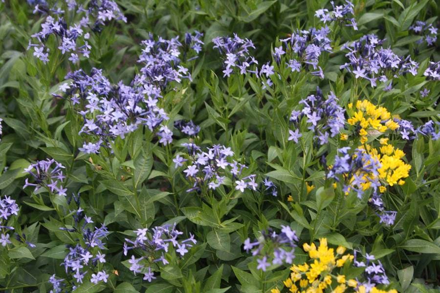 North Pond Flowers