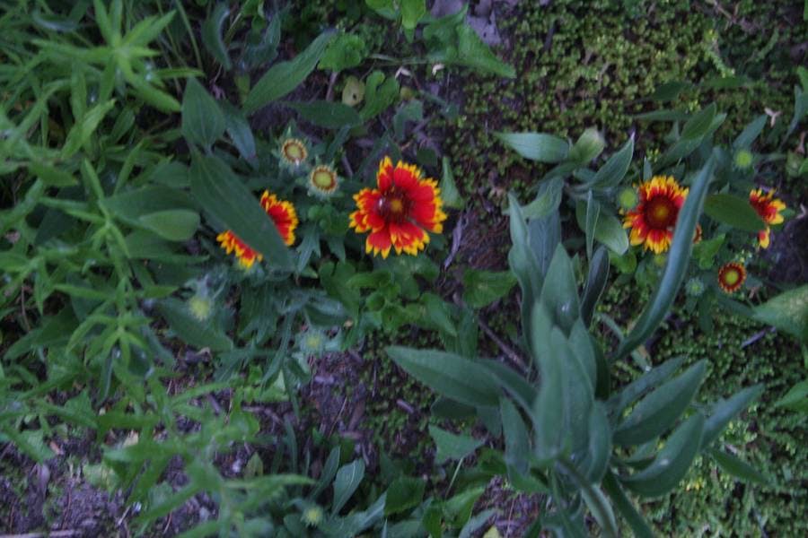 North Pond Flowers