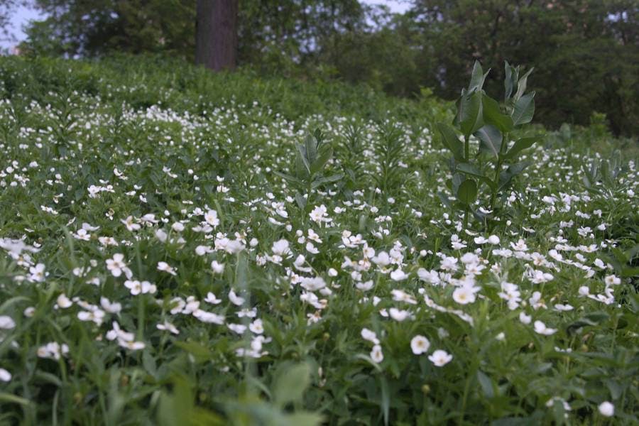 North Pond Flowers