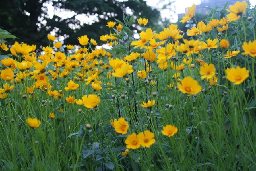 North Pond Flowers