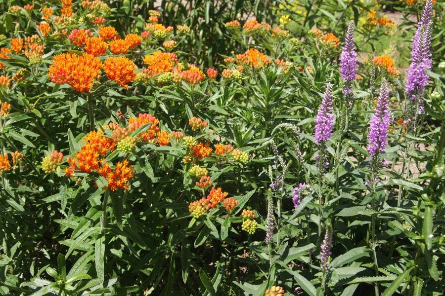 North Pond Flowers